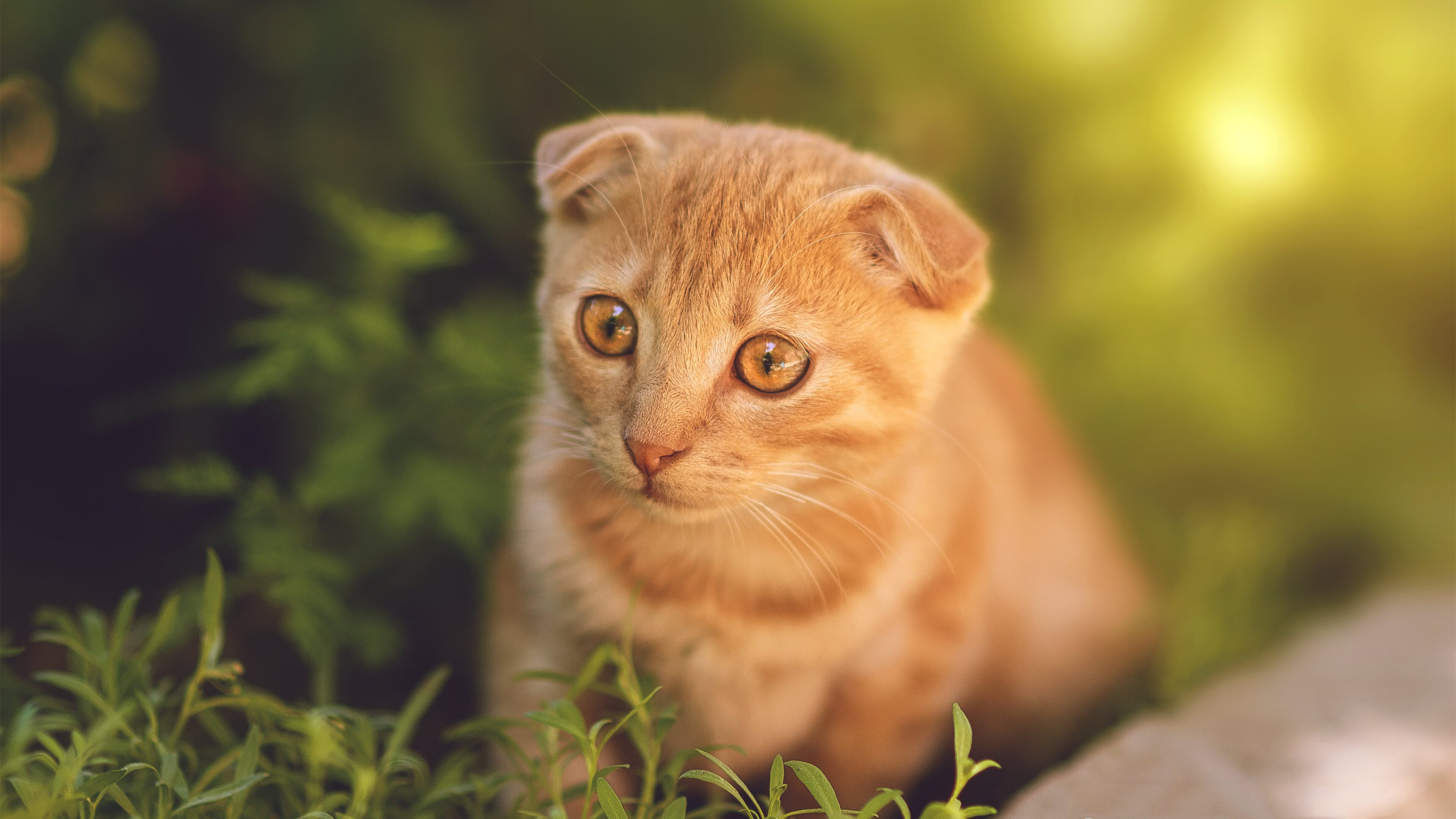 开云官网登录-2025年中国篮球城市联赛全面升级，2021中国城市篮球联赛